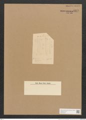 Diatomeae indet. (de-Toni-Nr.: Species 2088 var. ?) Zeichnungen Sammlung Grunow Nr. 4372 (NHMW-BOT-W0372548)
